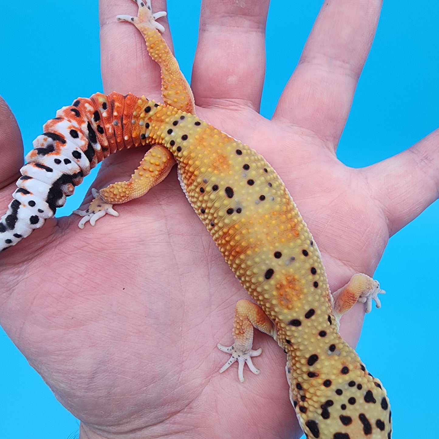 Female Red Diamond Mandarin Inferno Emerine