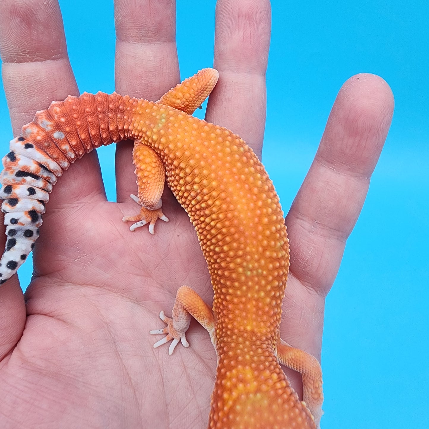 Female Mandarin Inferno Super Hypo 100% Het Tremper Albino