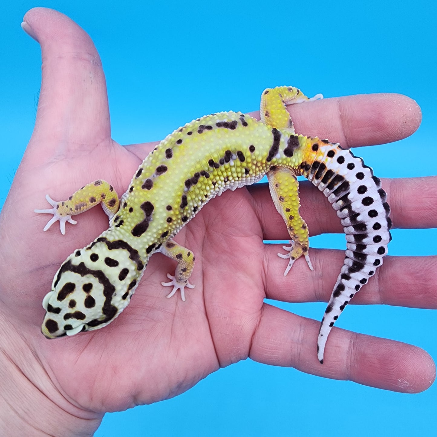 Male Hyper Xanthic Bold Stripe Halloween Mask Bandit pos W&Y