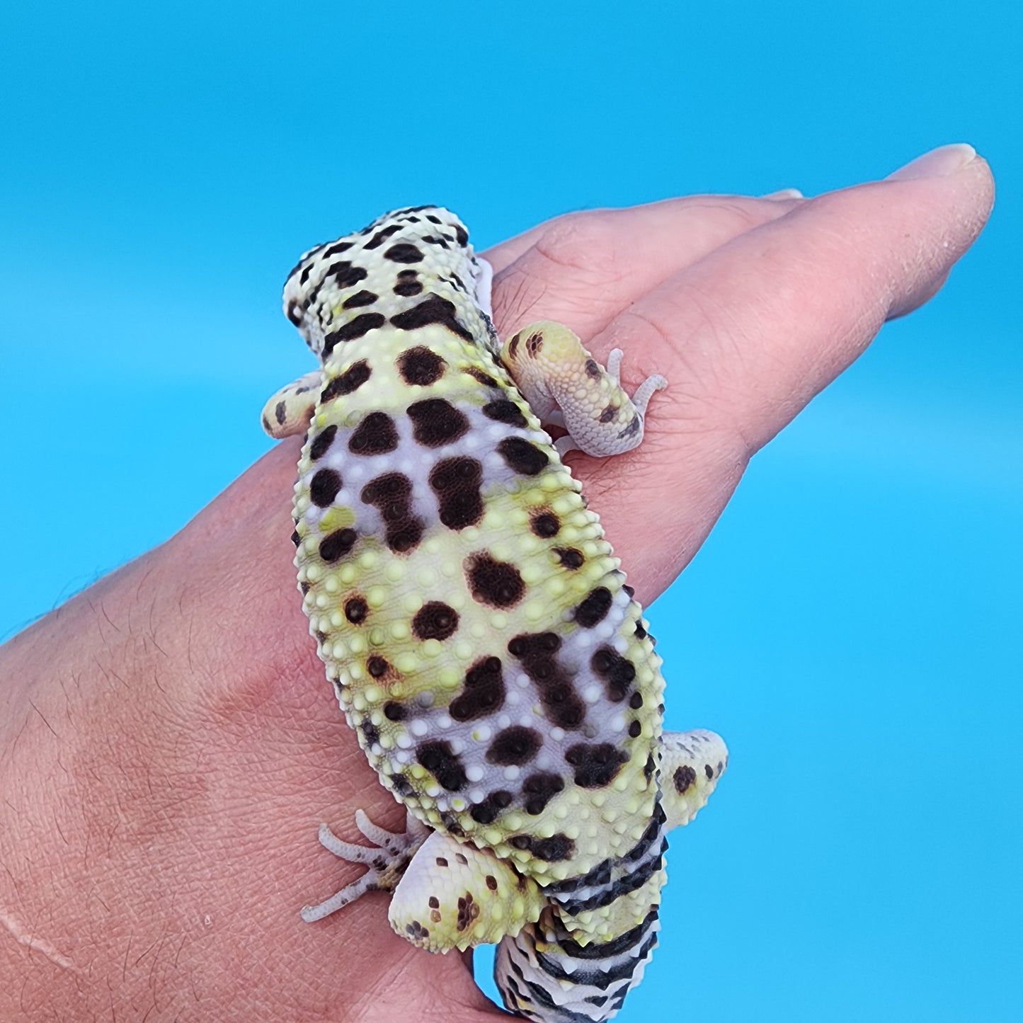 Male Bold Bandit (Smiley Face Headstamp)