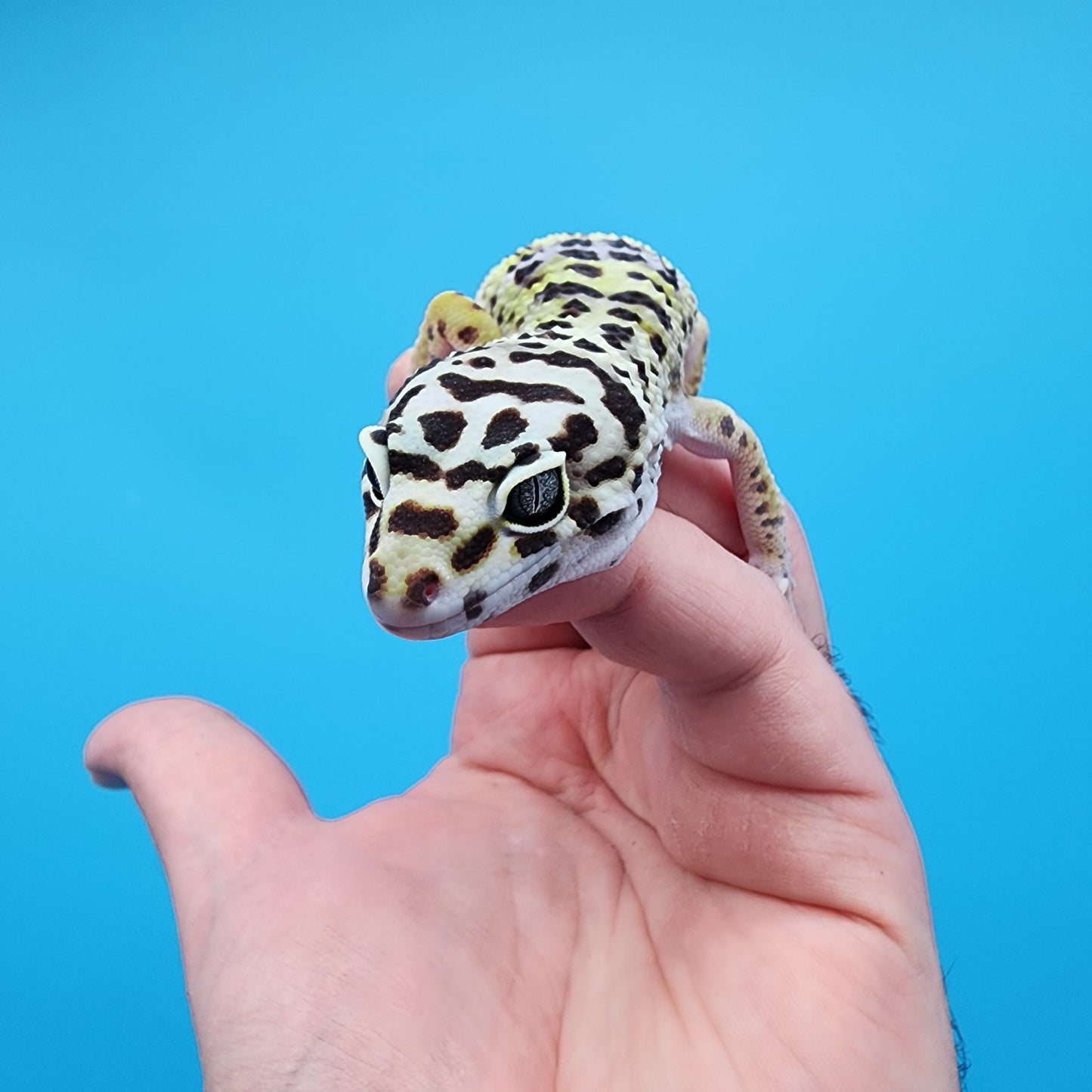 Male Bold Bandit (Smiley Face Headstamp)