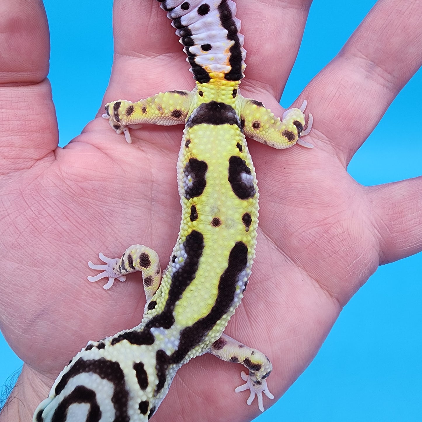 Female Hyper Xanthic Halloween Mask Bold Bandit pos W&Y (pet; slightly bowed legs, minor issue)