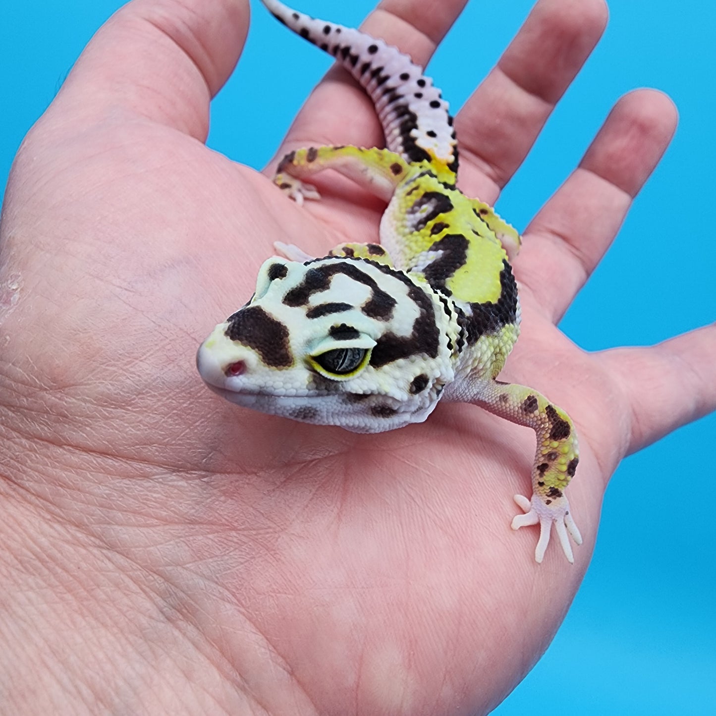 Female Hyper Xanthic Halloween Mask Bold Bandit pos W&Y (pet; slightly bowed legs, minor issue)