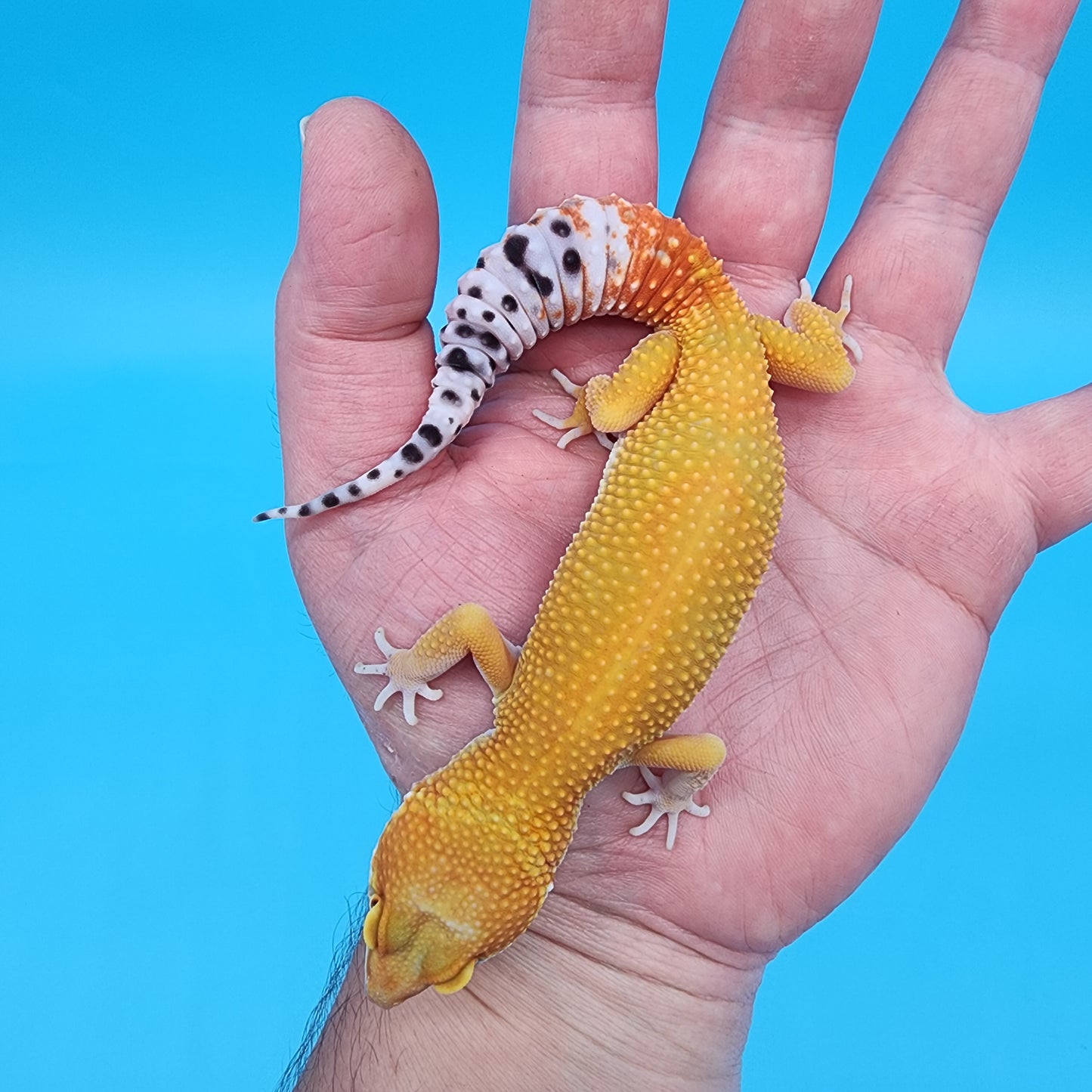 Female Giant Super Hypo Blood Bold Emerine