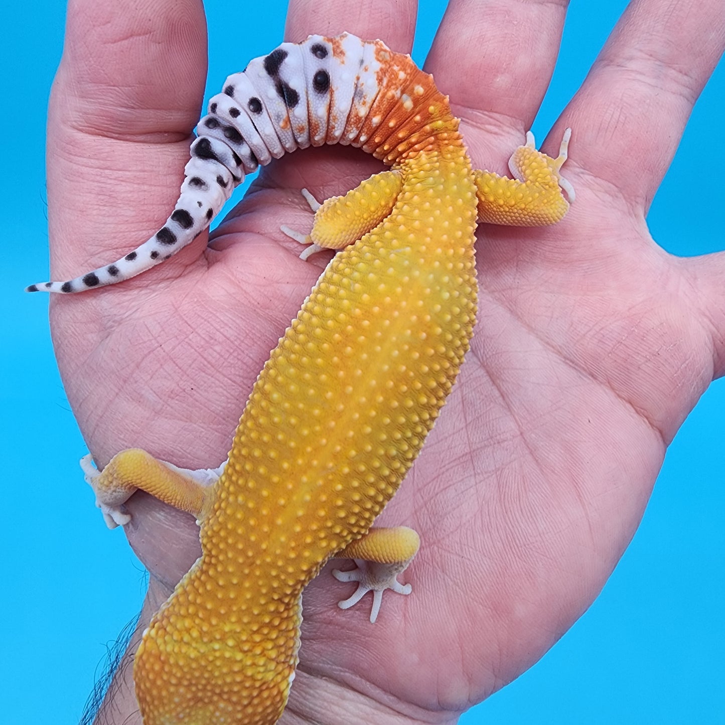 Female Giant Super Hypo Blood Bold Emerine