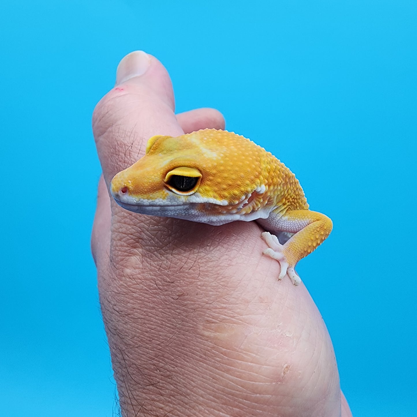 Female Giant Super Hypo Blood Bold Emerine