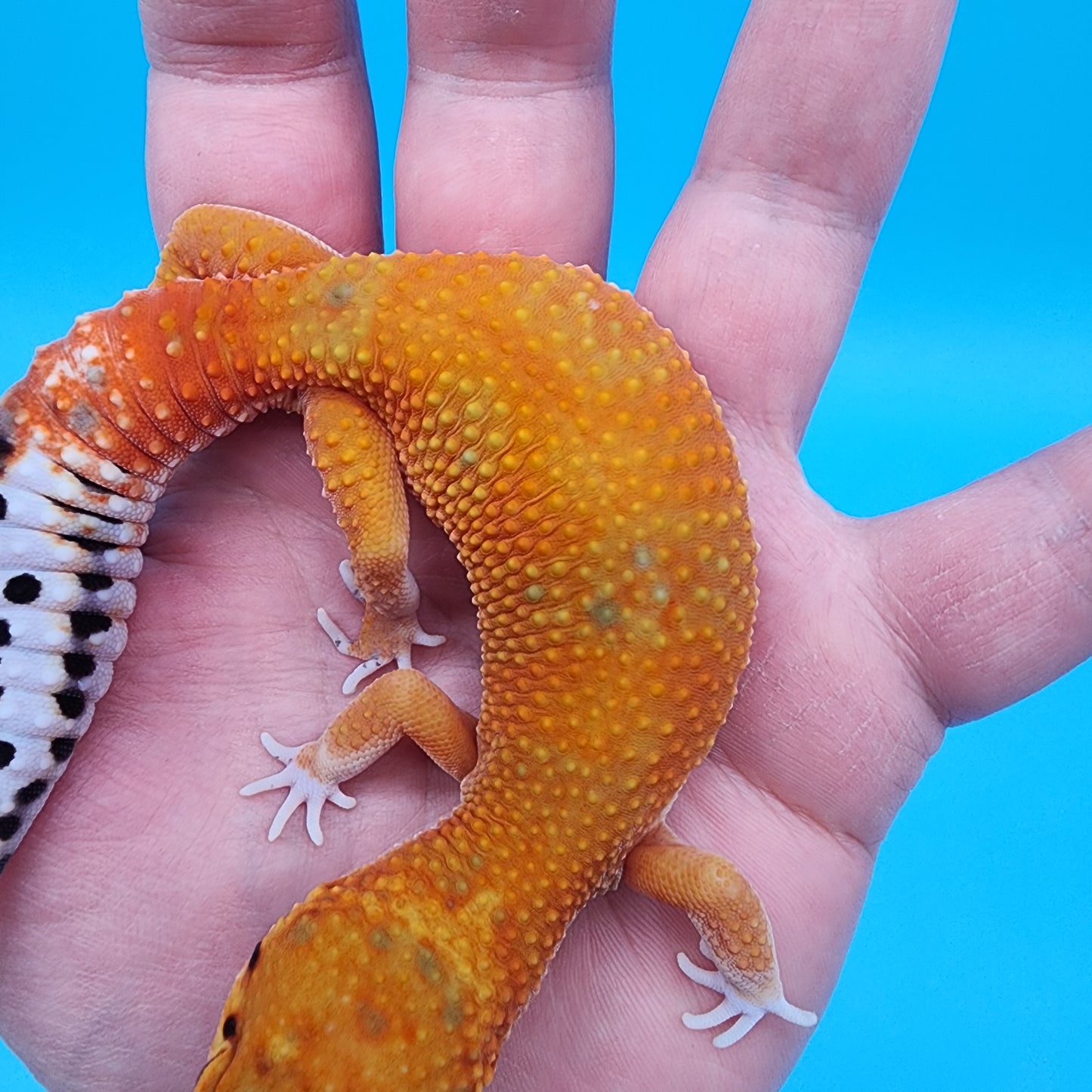 Female Red Diamond Mandarin Inferno Emerine