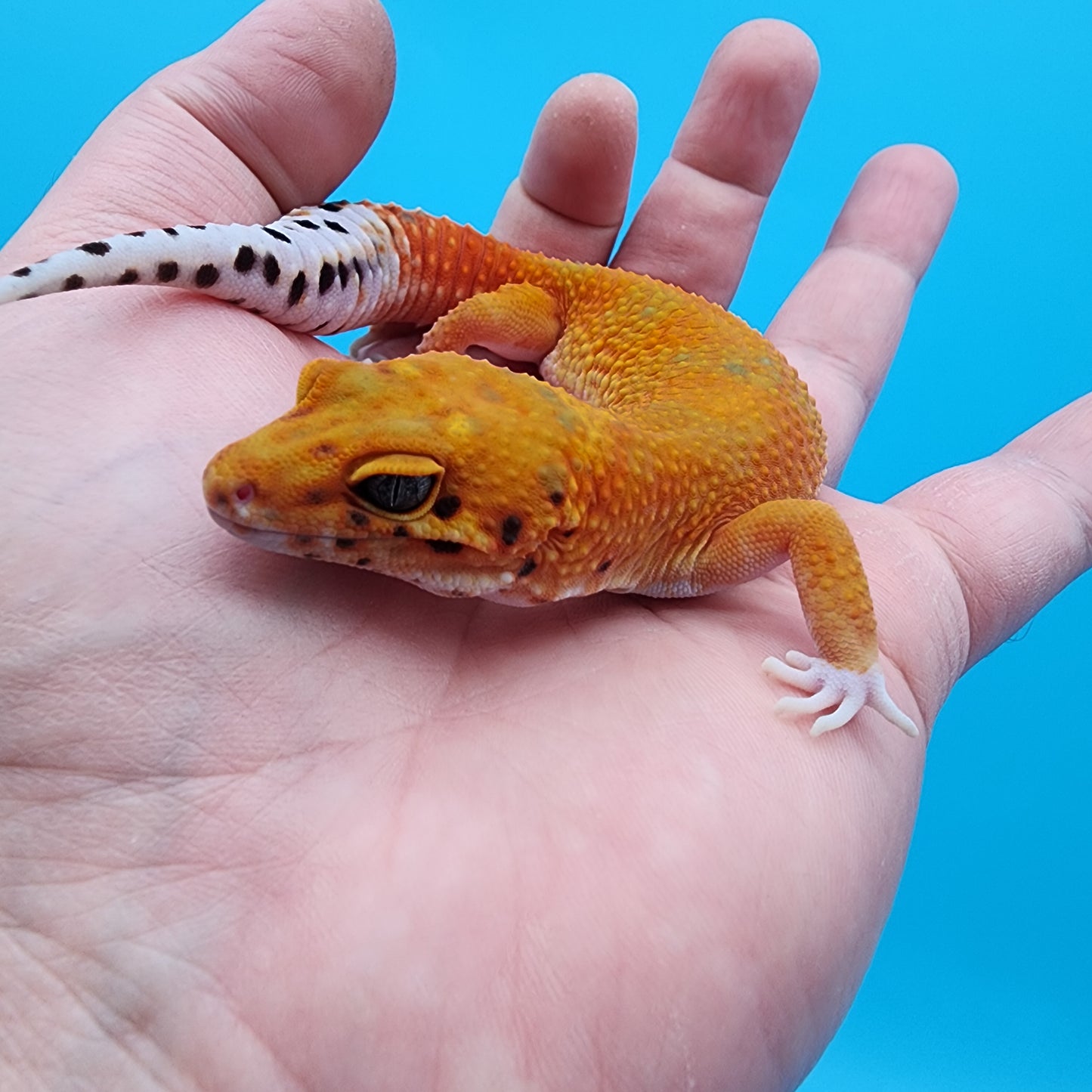 Female Red Diamond Mandarin Inferno Emerine