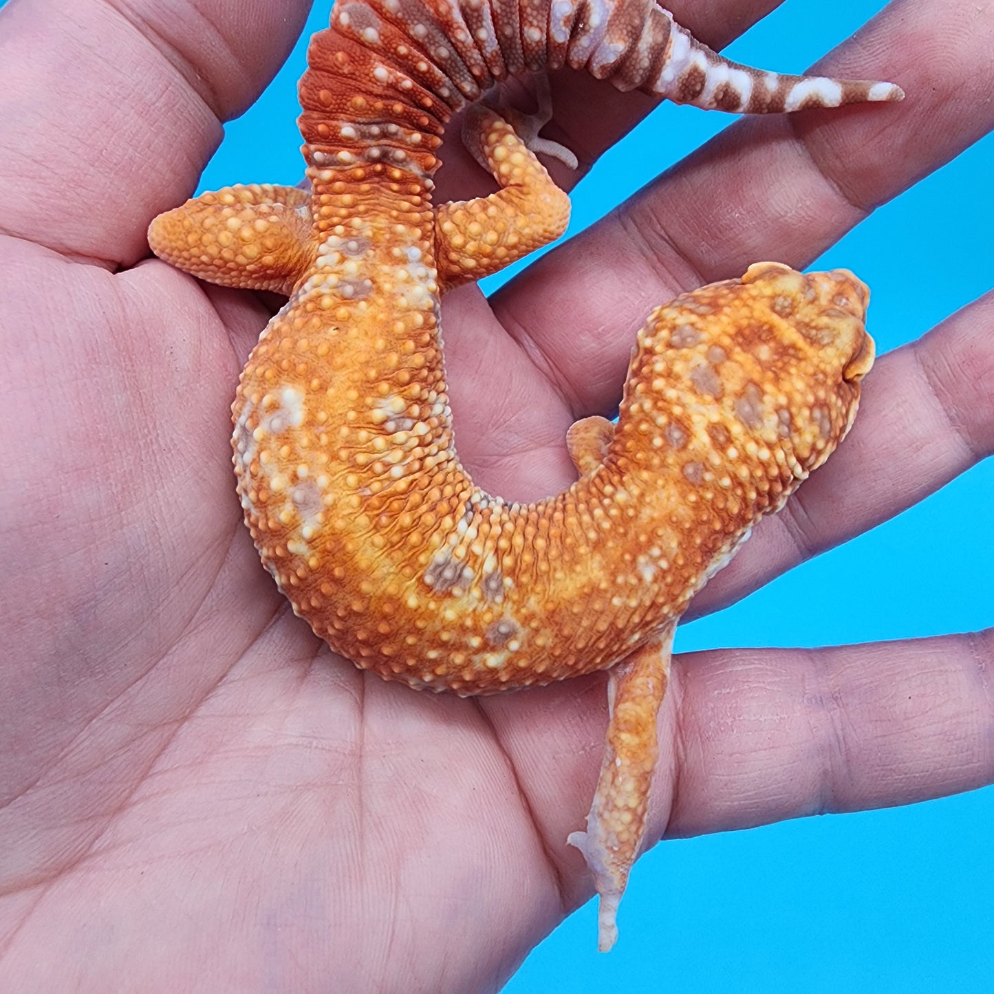 Male Mandarin Inferno Emerine Tremper Albino (pet; runty gecko, sweet boy, thriving)