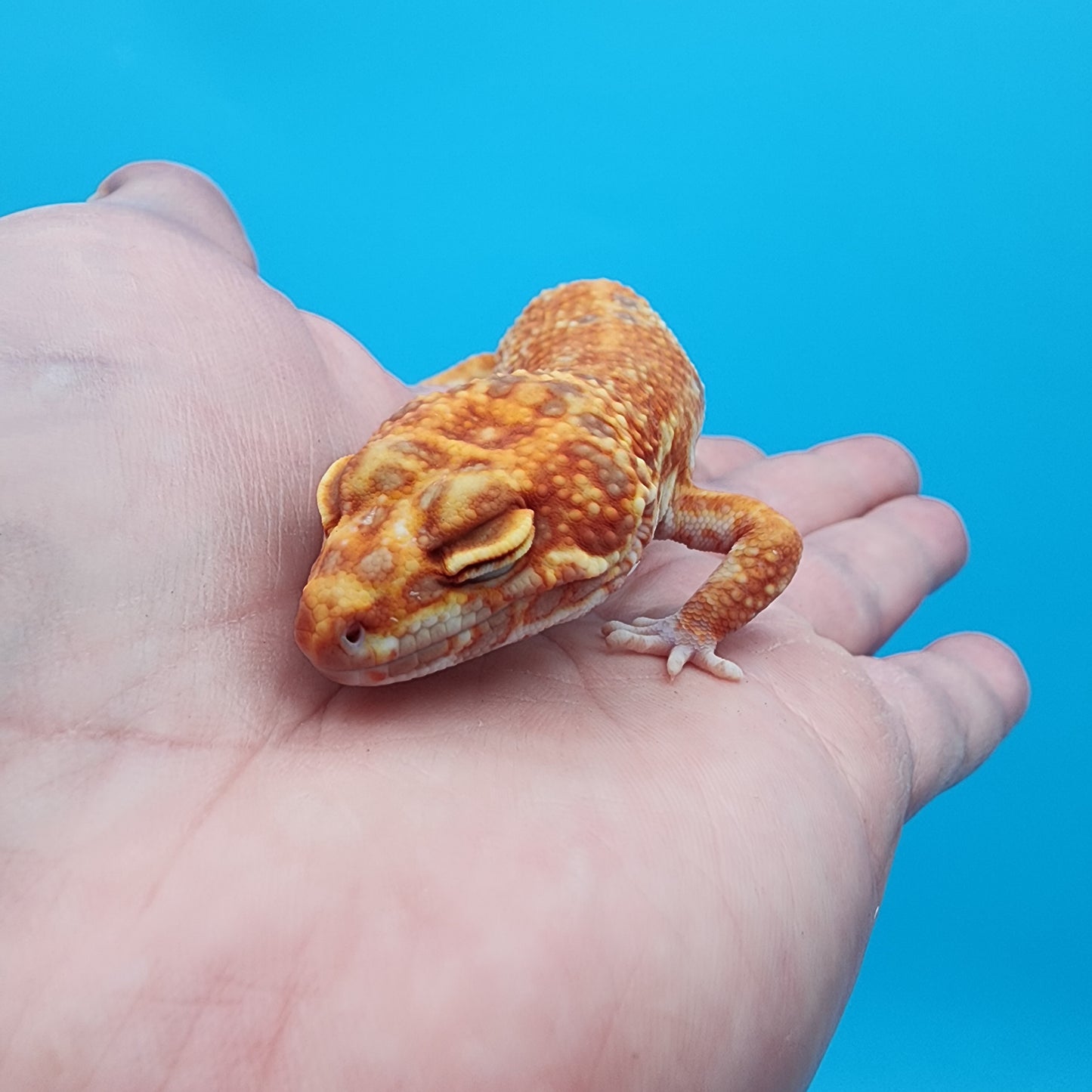 Male Mandarin Inferno Emerine Tremper Albino (pet; runty gecko, sweet boy, thriving)