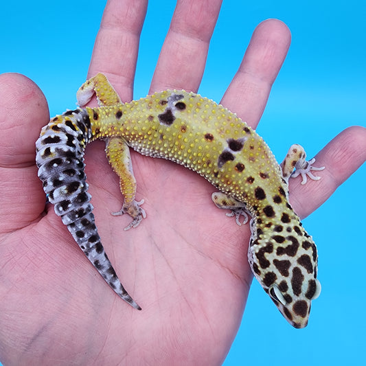 Female Fire Bold pos het Cipher (Pet; retired breeder)