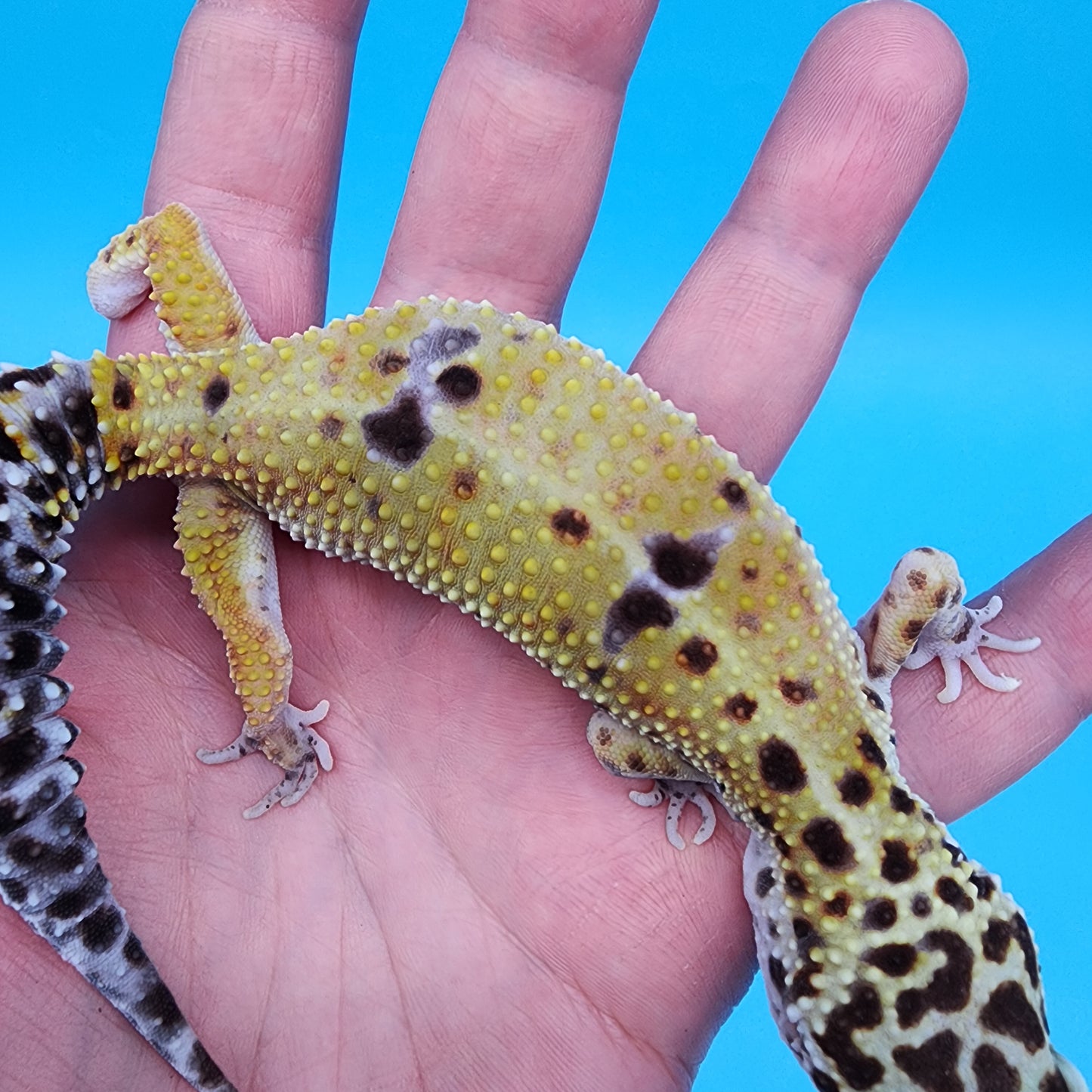 Female Fire Bold pos het Cipher (Pet; retired breeder)