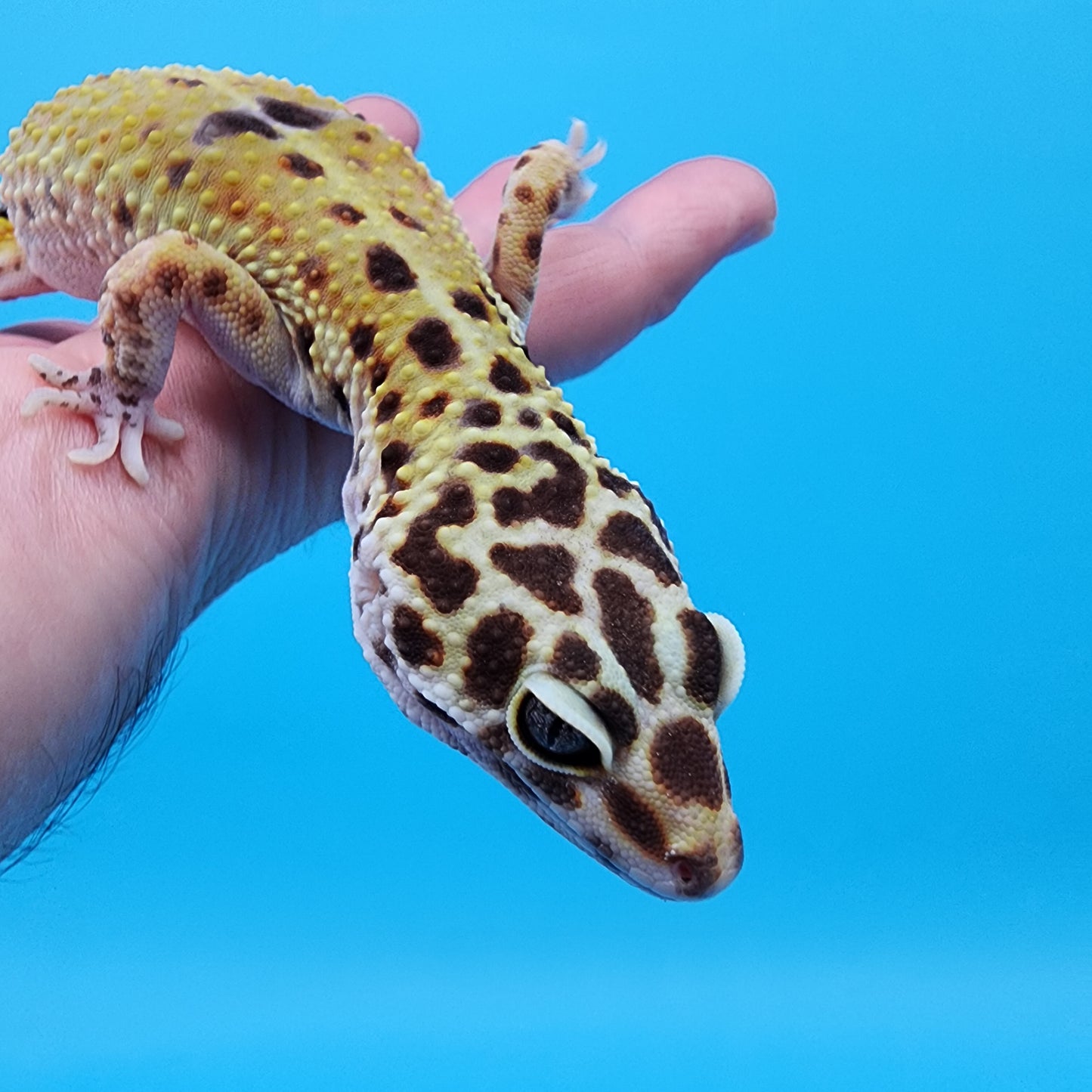 Female Fire Bold pos het Cipher (Pet; retired breeder)