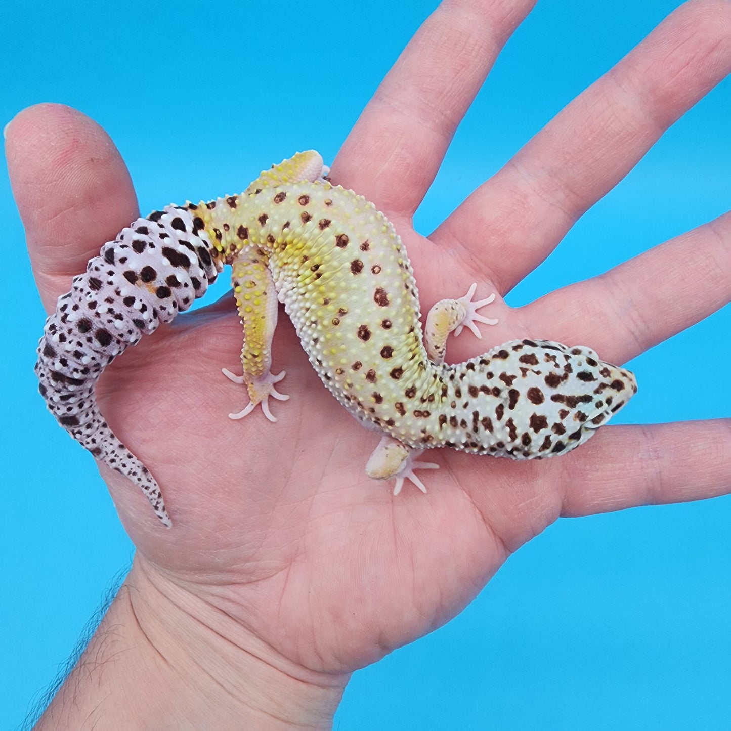 Female Hyper Xanthic Bold Eclipse pos W&Y