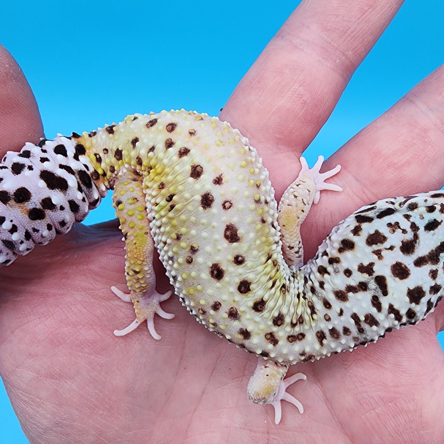 Female Hyper Xanthic Bold Eclipse pos W&Y