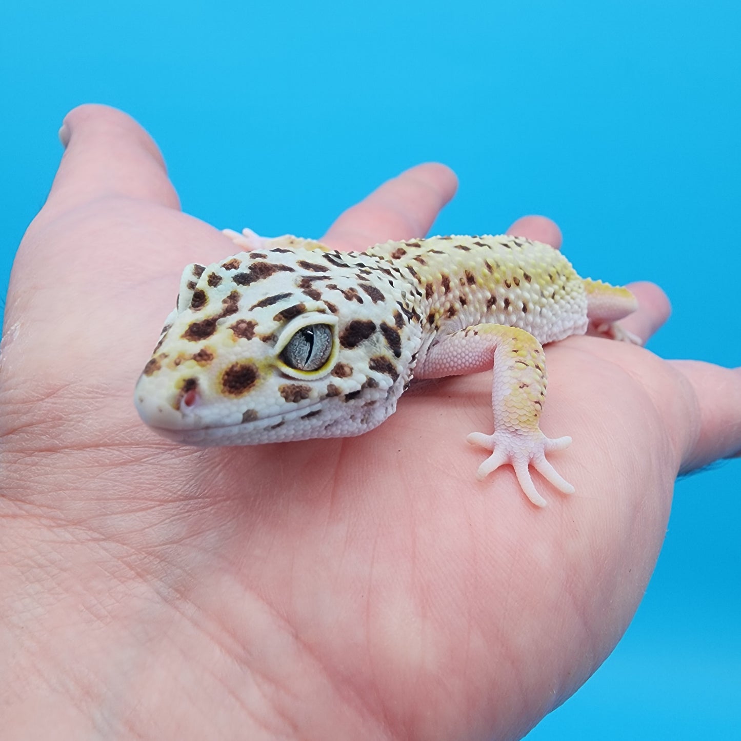 Female Hyper Xanthic Bold Eclipse pos W&Y