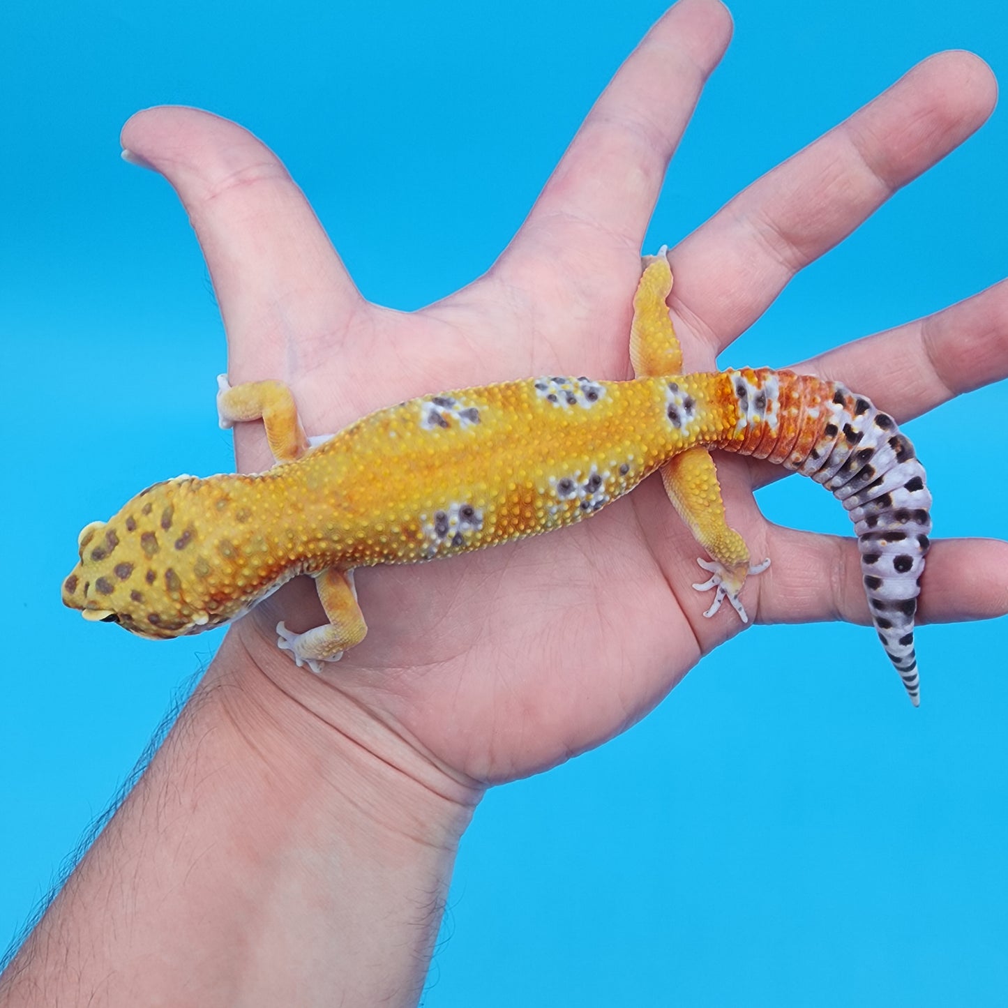 Male Tangerine Bold Emerine 100% het Tremper Albino