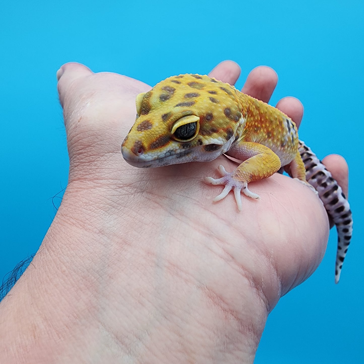 Male Tangerine Bold Emerine 100% het Tremper Albino