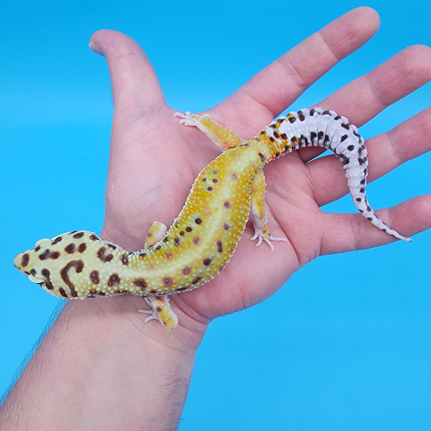 Male Tangerine Hyper Xanthic Bold Emerine 100% Het Tremper Albino pos het Eclipse Pos W&Y (hard to capture green colors)