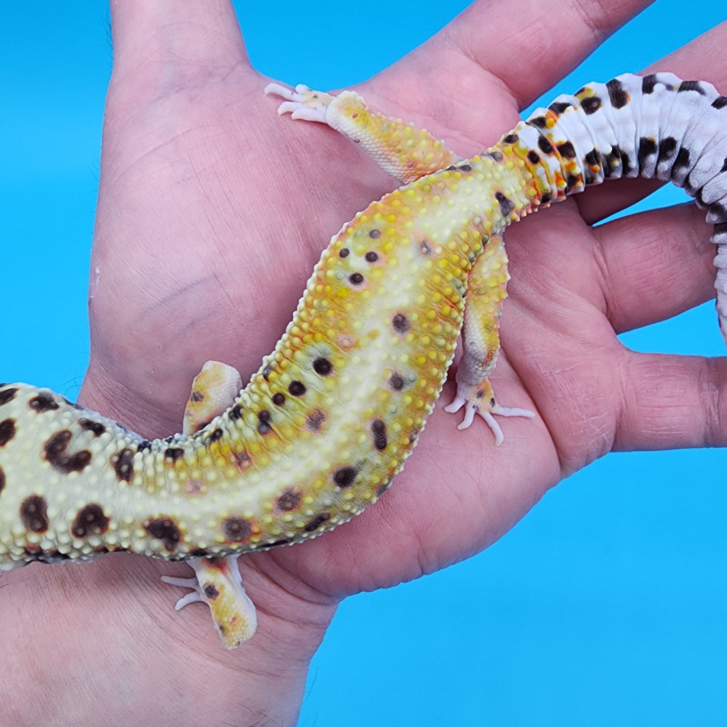 Male Tangerine Hyper Xanthic Bold Emerine 100% Het Tremper Albino pos het Eclipse Pos W&Y (hard to capture green colors)
