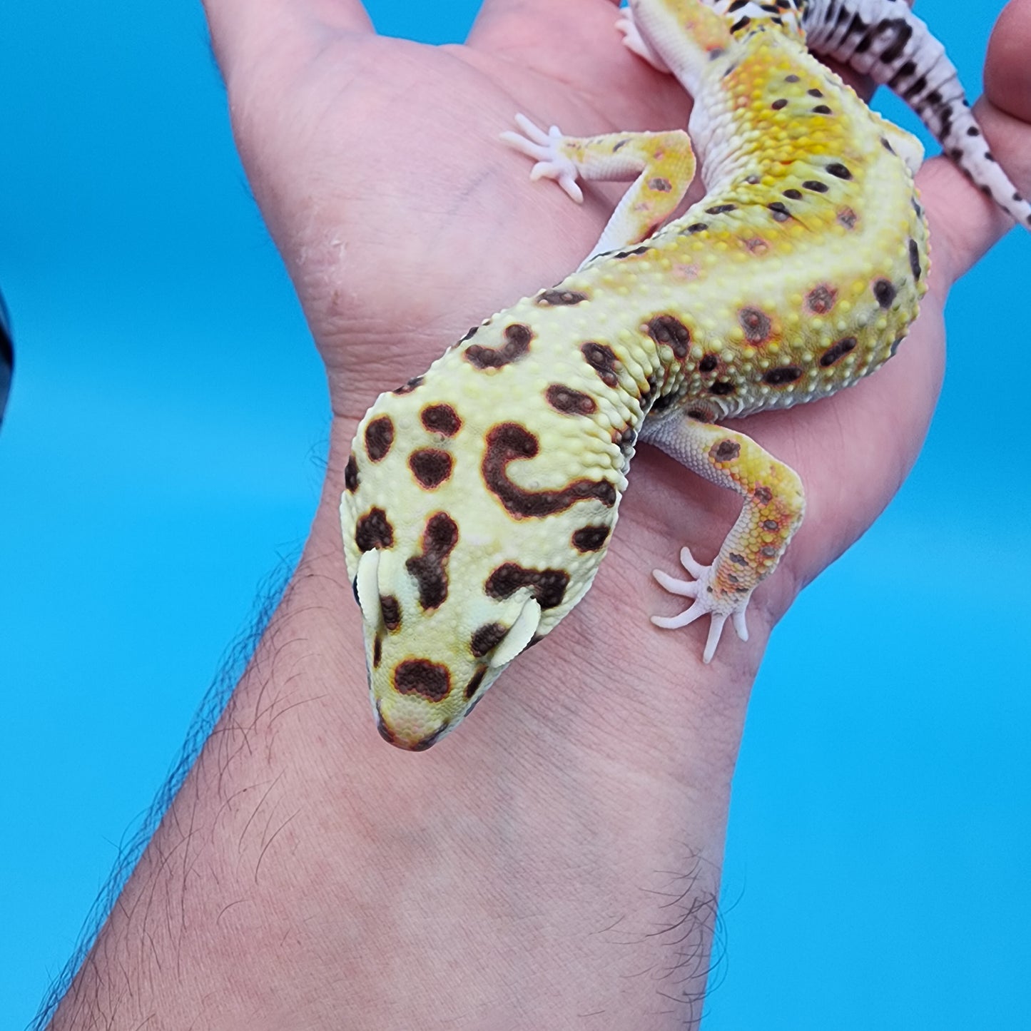 Male Tangerine Hyper Xanthic Bold Emerine 100% Het Tremper Albino pos het Eclipse Pos W&Y (hard to capture green colors)