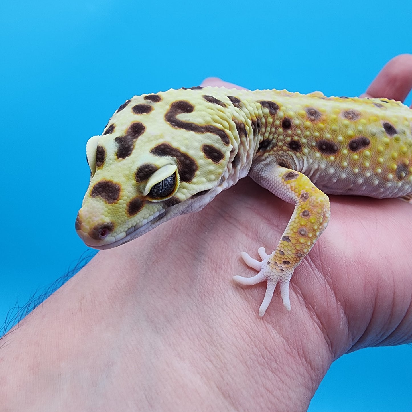Male Tangerine Hyper Xanthic Bold Emerine 100% Het Tremper Albino pos het Eclipse Pos W&Y (hard to capture green colors)