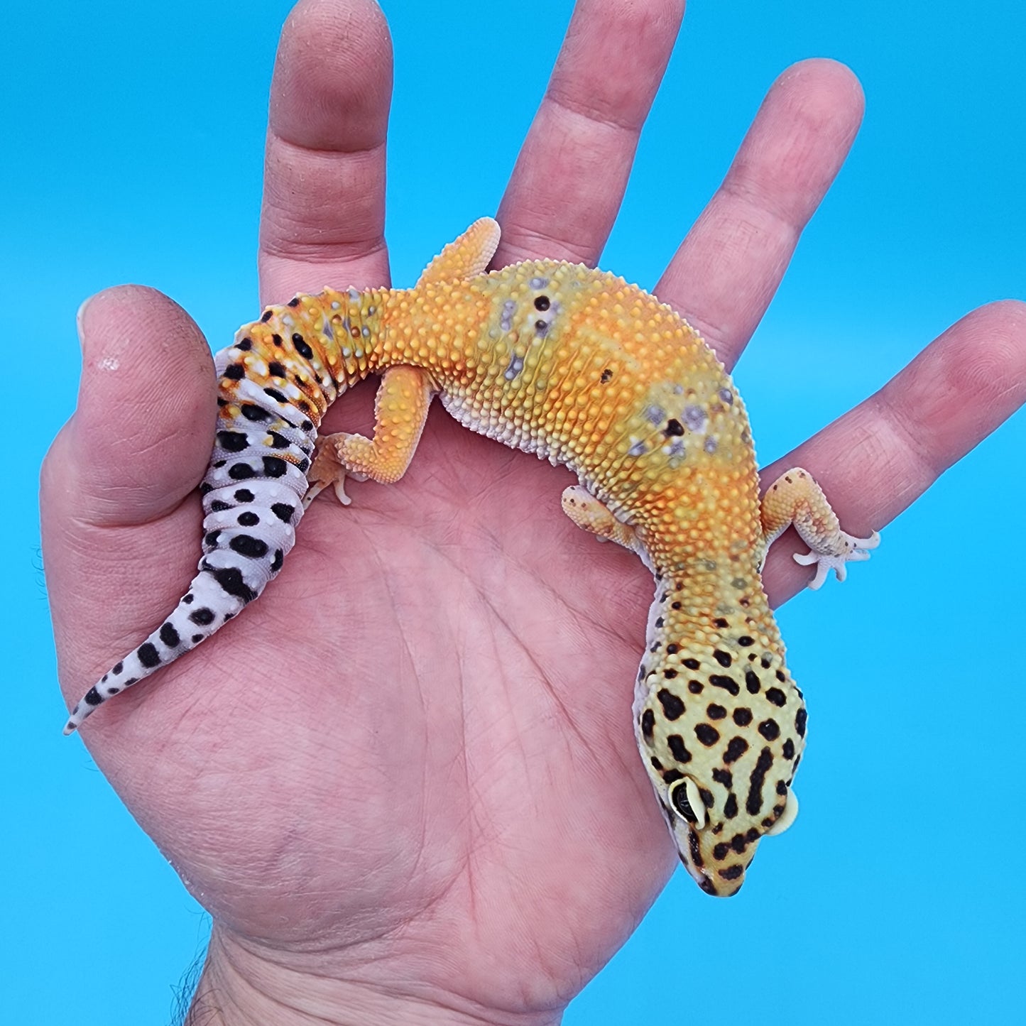 Tangerine Emerine (pet; lost genetic info)
