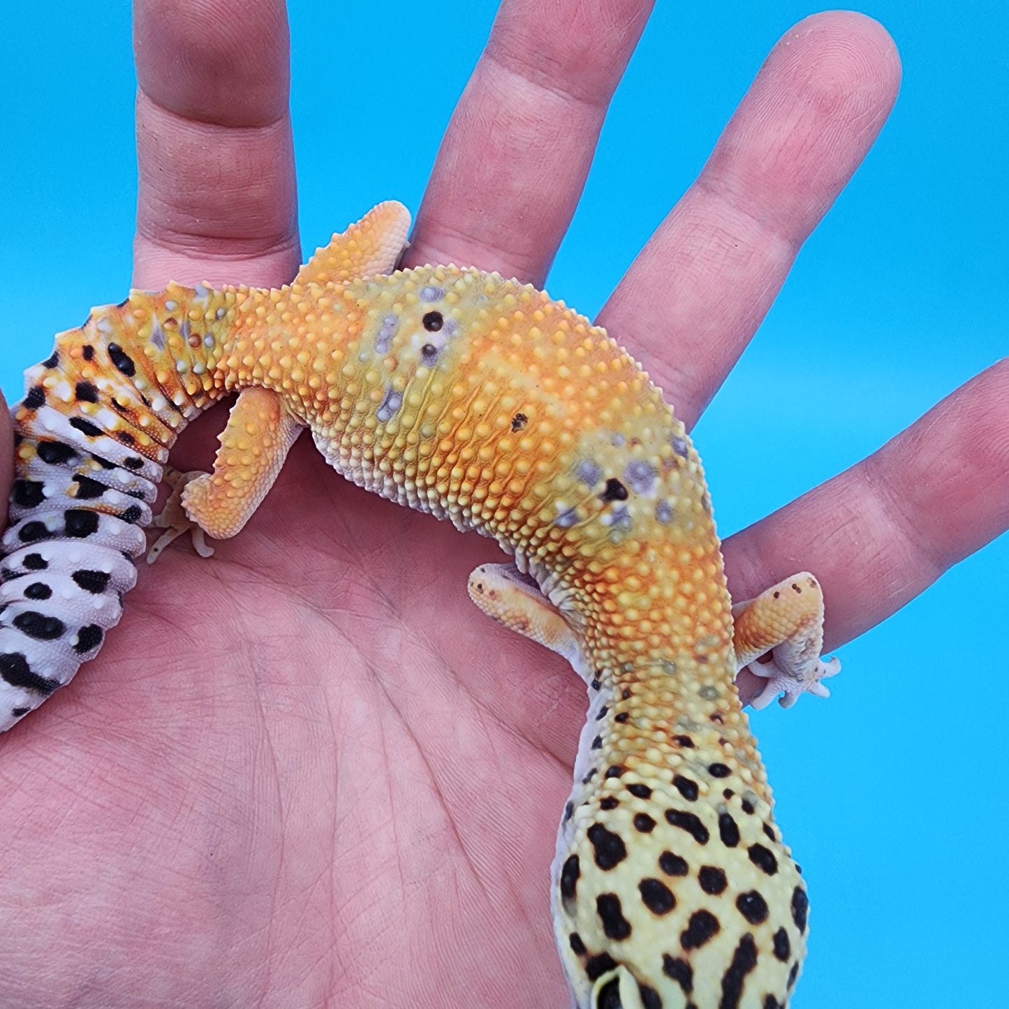 Tangerine Emerine (pet; lost genetic info)