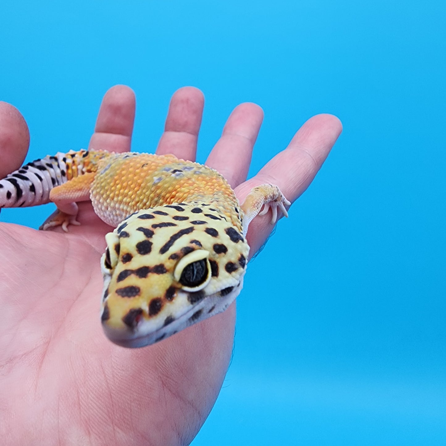 Tangerine Emerine (pet; lost genetic info)