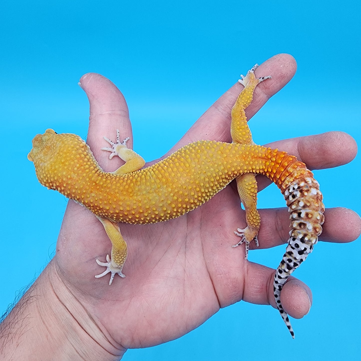 Male Tangerine Tornado Blood pos het Bell Albino