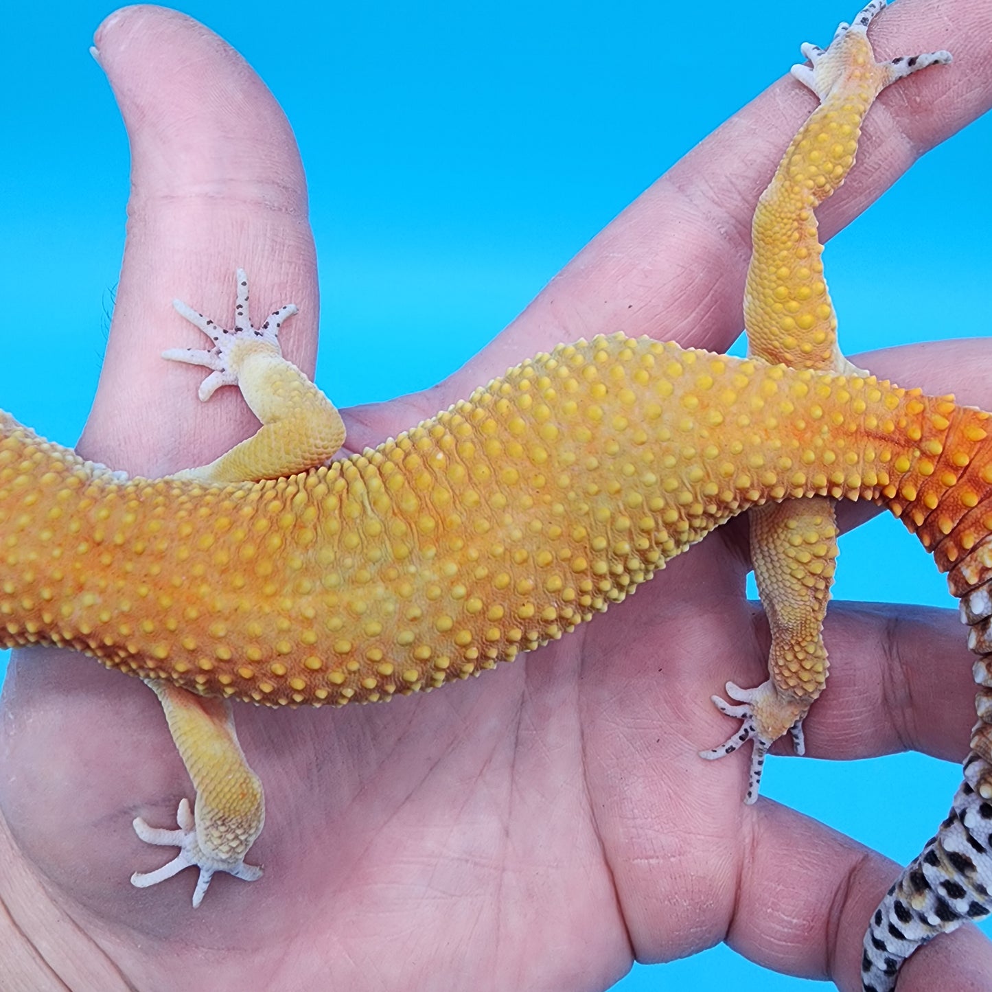 Male Tangerine Tornado Blood pos het Bell Albino