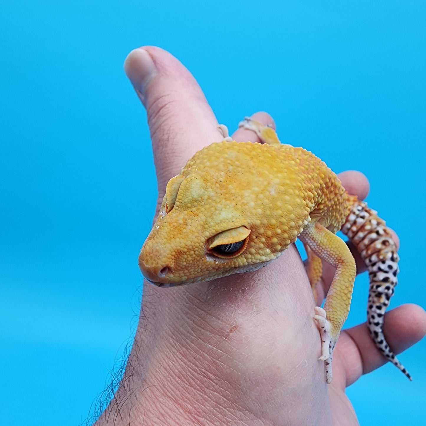 Male Tangerine Tornado Blood pos het Bell Albino