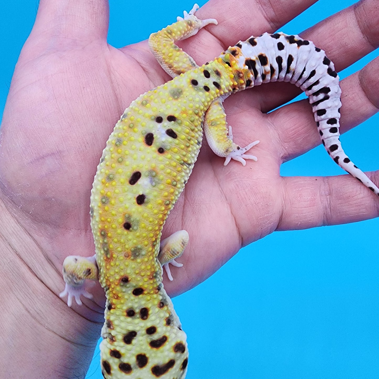 Male Tangerine Hyper Xanthic Bold Emerine 100% Het Tremper Albino pos het Eclipse Pos W&Y (hard to capture green colors)