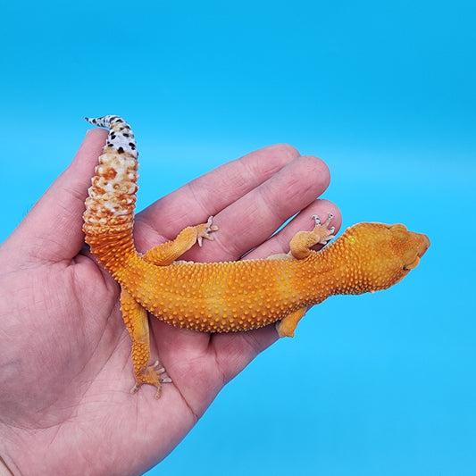 Male Tangerine Tornado Blood pos Het Bell Albino (Pet; slightly bowed legs, minor issue, missing 4 back toe nails, minor issue)