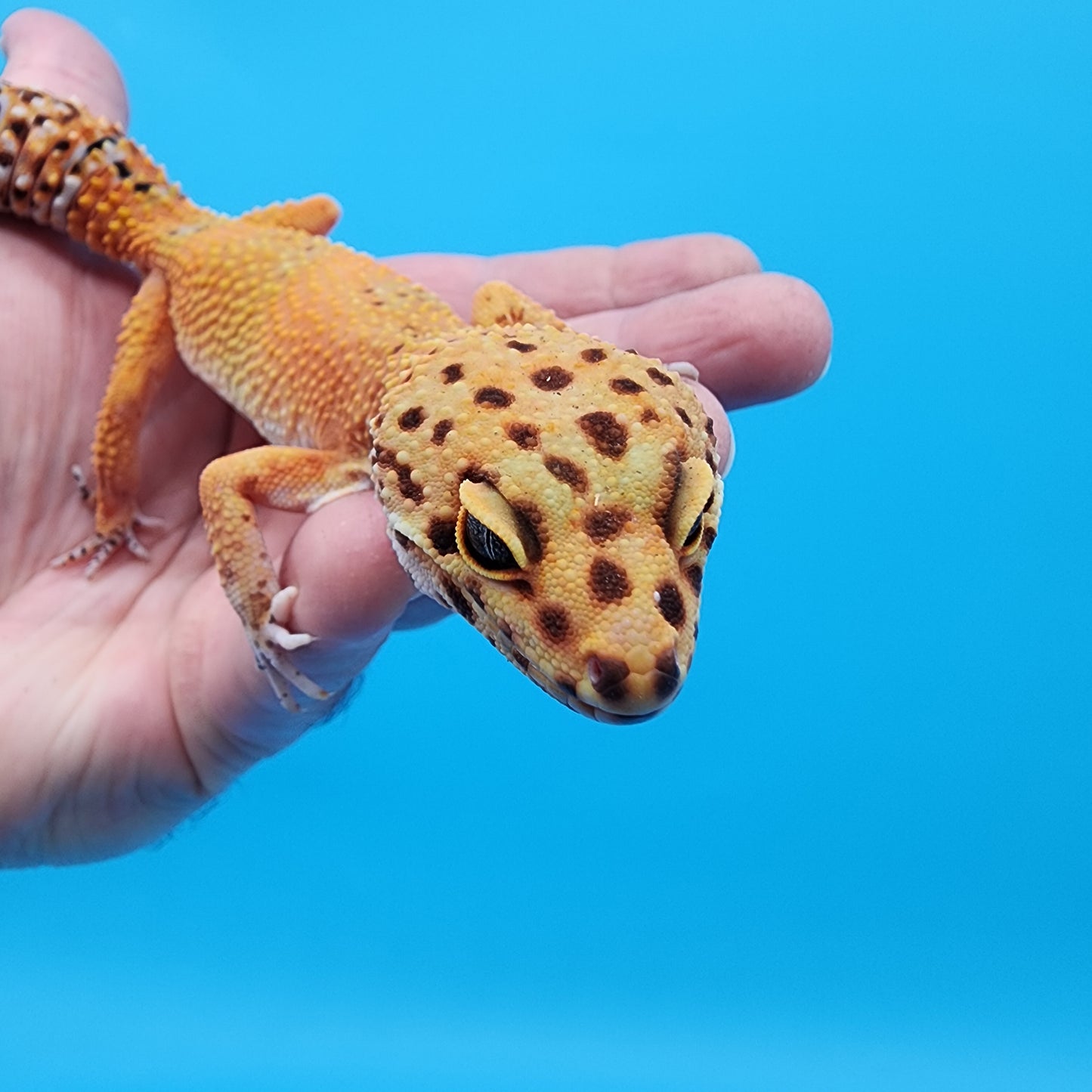 Female Black Blood Purple Head Emerine pos het RAPTOR