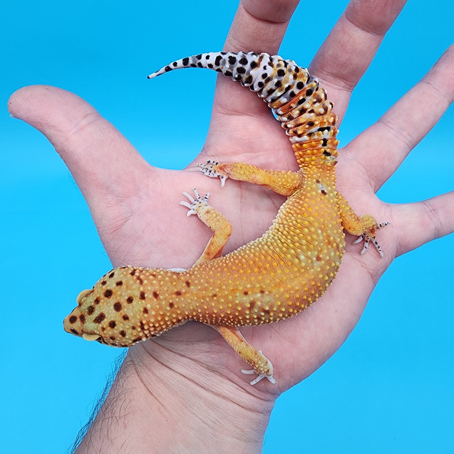Female Black Blood Purple Head Emerine pos het RAPTOR