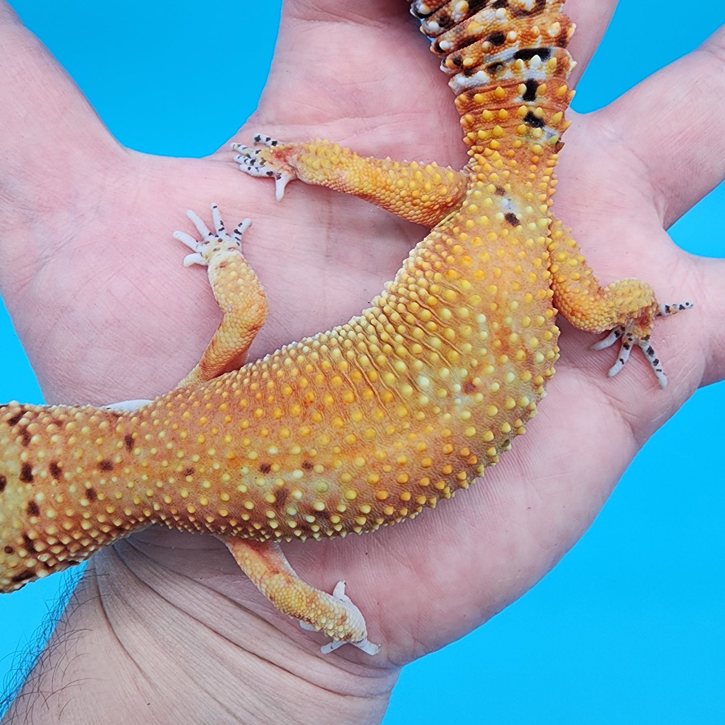 Female Black Blood Purple Head Emerine pos het RAPTOR