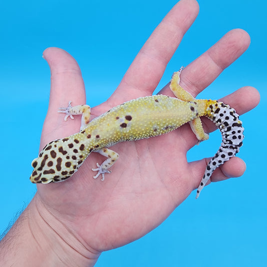 Female No Genetic Info (Pet; retired breeder)