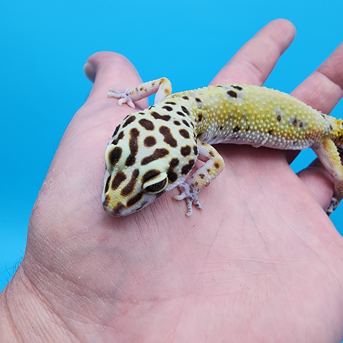 Female No Genetic Info (Pet; retired breeder)