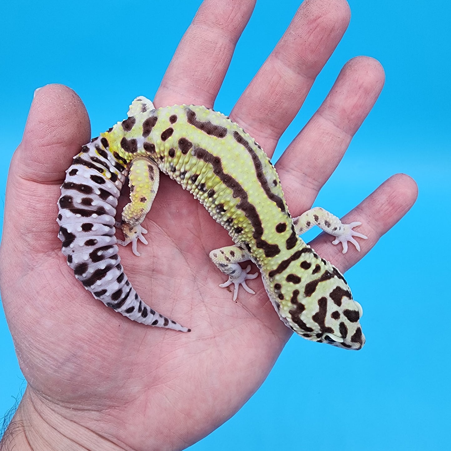 Male Hyper Xanthic Highlighter Bold Stripe Bandit Halloween Mask pos W&Y (slight skin pinch on 2 pores, shown in photo, should not effect breeding)