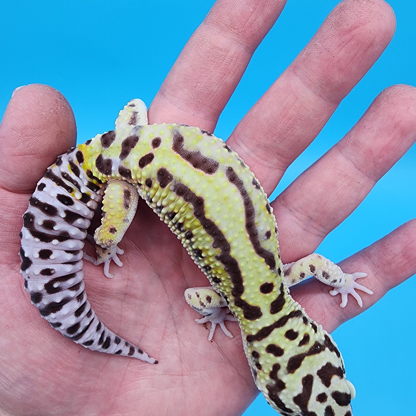 Male Hyper Xanthic Highlighter Bold Stripe Bandit Halloween Mask pos W&Y (slight skin pinch on 2 pores, shown in photo, should not effect breeding)