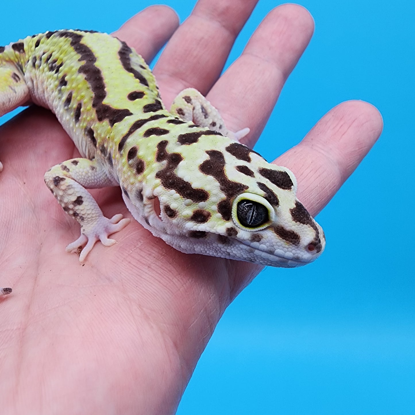 Male Hyper Xanthic Highlighter Bold Stripe Bandit Halloween Mask pos W&Y (slight skin pinch on 2 pores, shown in photo, should not effect breeding)