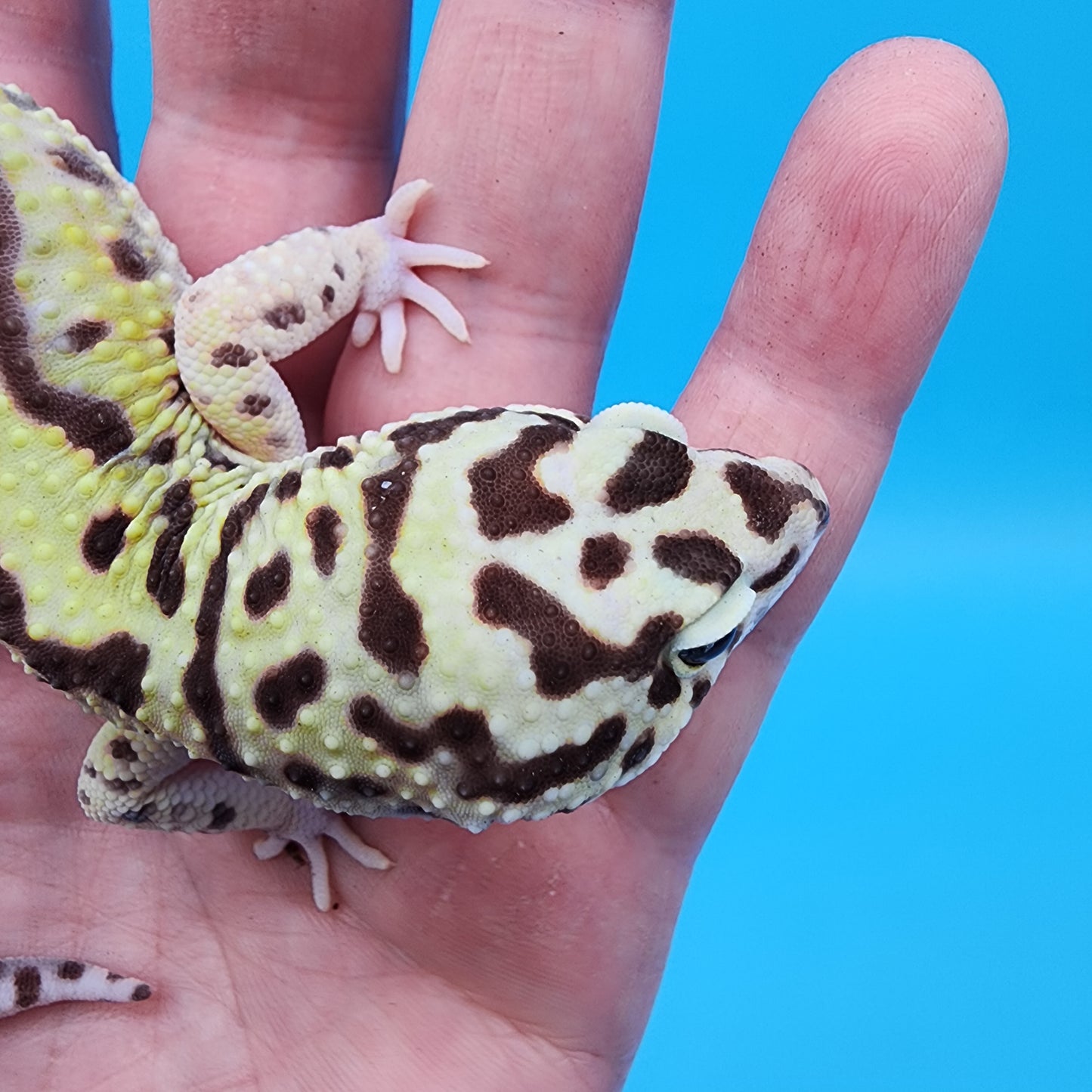 Male Hyper Xanthic Highlighter Bold Stripe Bandit Halloween Mask pos W&Y (slight skin pinch on 2 pores, shown in photo, should not effect breeding)