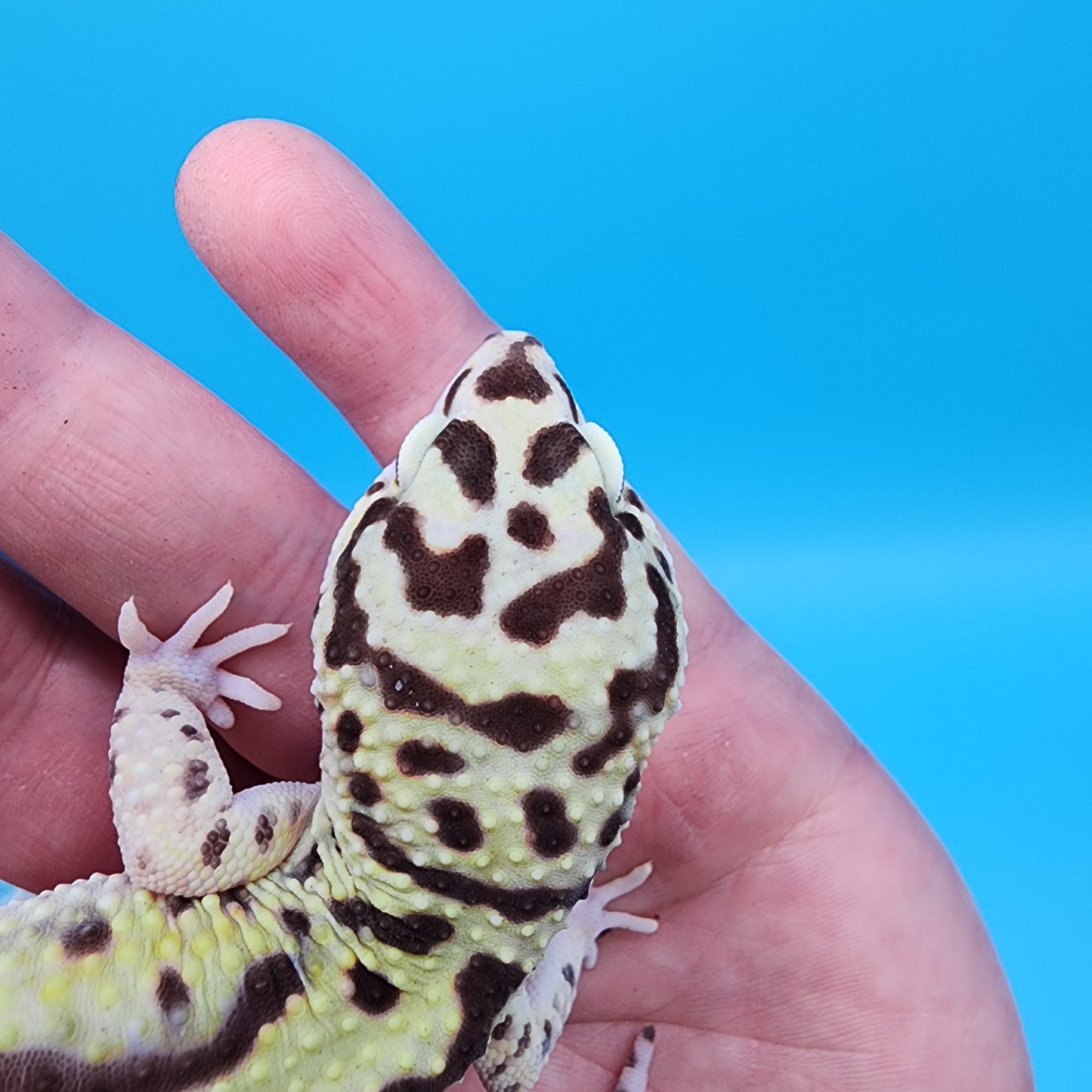 Male Hyper Xanthic Highlighter Bold Stripe Bandit Halloween Mask pos W&Y (slight skin pinch on 2 pores, shown in photo, should not effect breeding)