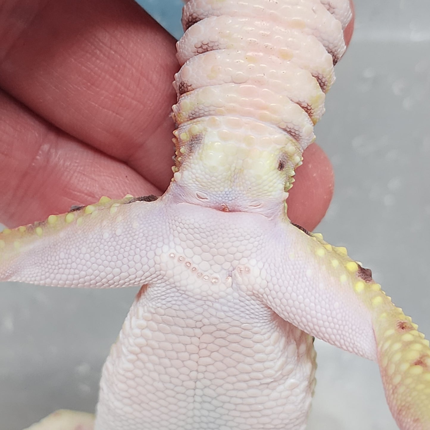 Male Hyper Xanthic Highlighter Bold Stripe Bandit Halloween Mask pos W&Y (slight skin pinch on 2 pores, shown in photo, should not effect breeding)