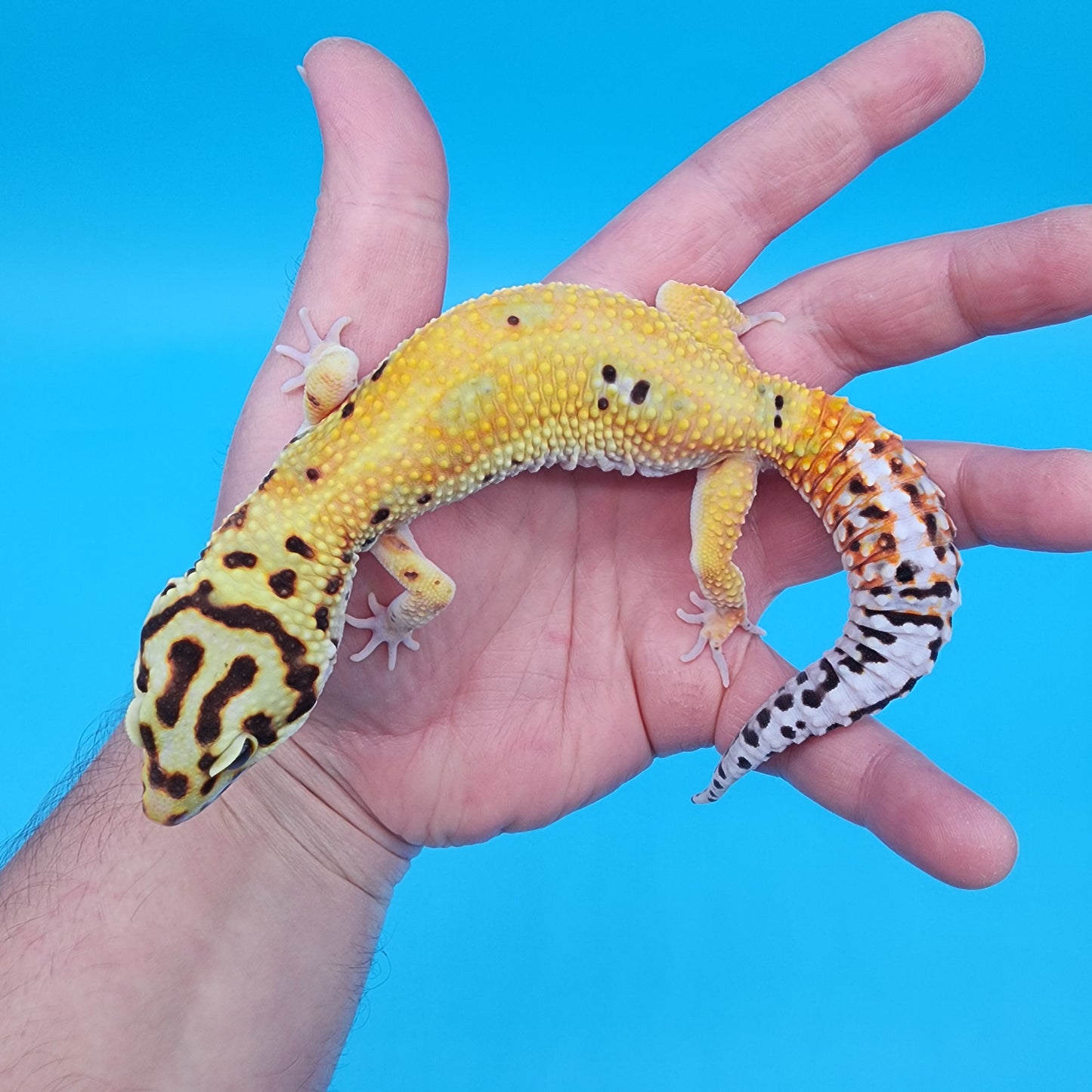 Male Tangerine Hyper Xanthic Bold Emerine Halloween Mask Bandit 100% Het Tremper Albino pos het Eclipse Pos W&Y