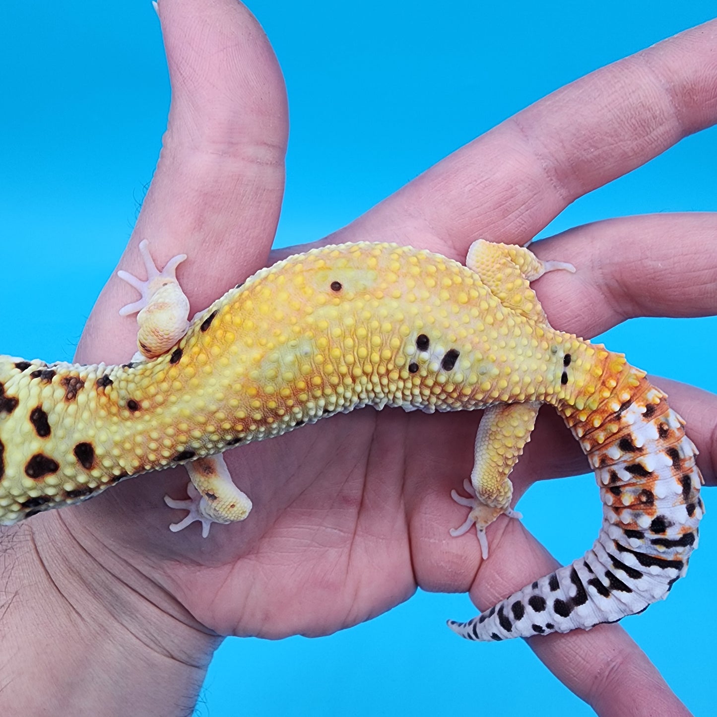Male Tangerine Hyper Xanthic Bold Emerine Halloween Mask Bandit 100% Het Tremper Albino pos het Eclipse Pos W&Y