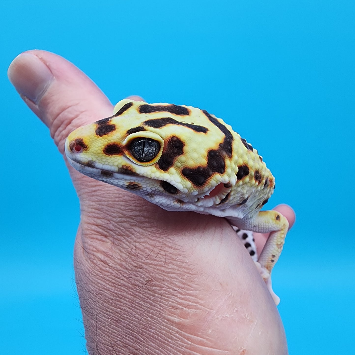 Male Tangerine Hyper Xanthic Bold Emerine Halloween Mask Bandit 100% Het Tremper Albino pos het Eclipse Pos W&Y