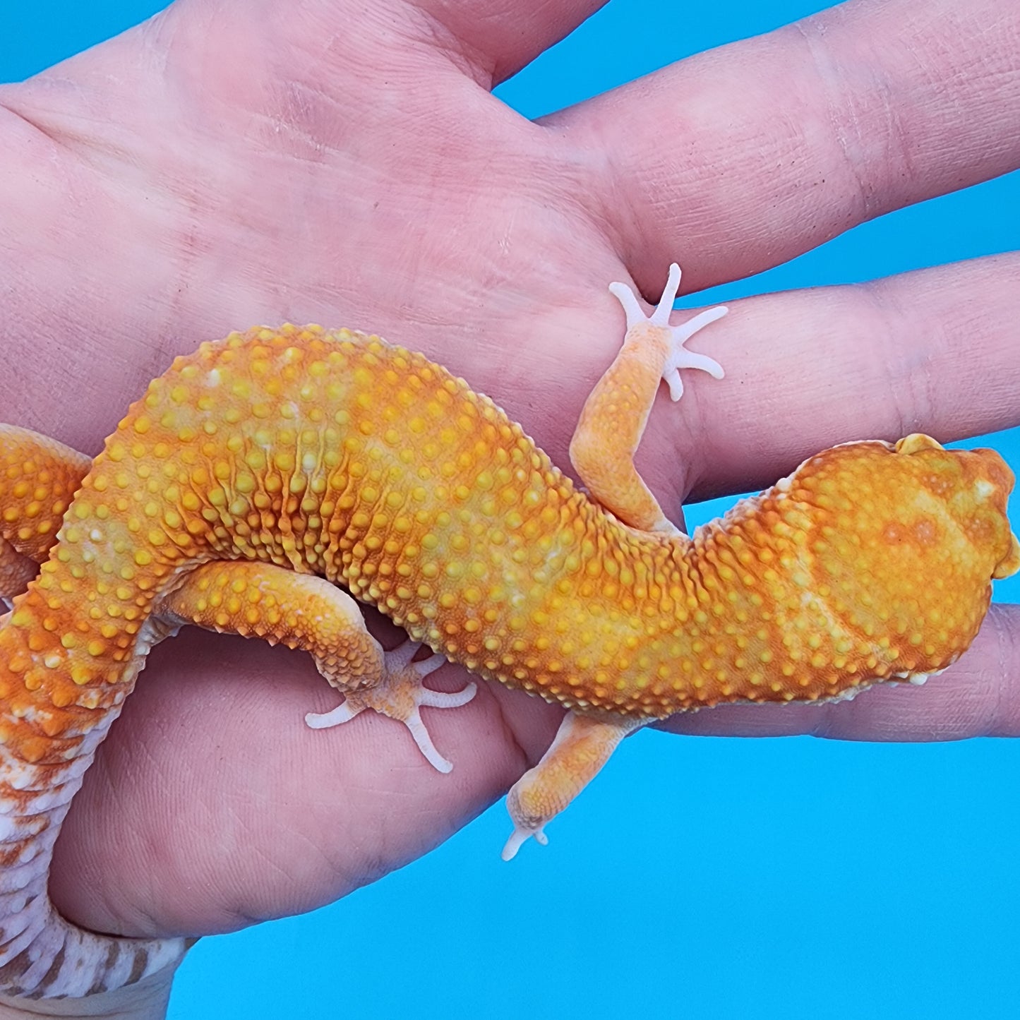 Male Mandarin Inferno Emerine Tremper Albino probable White & Yellow