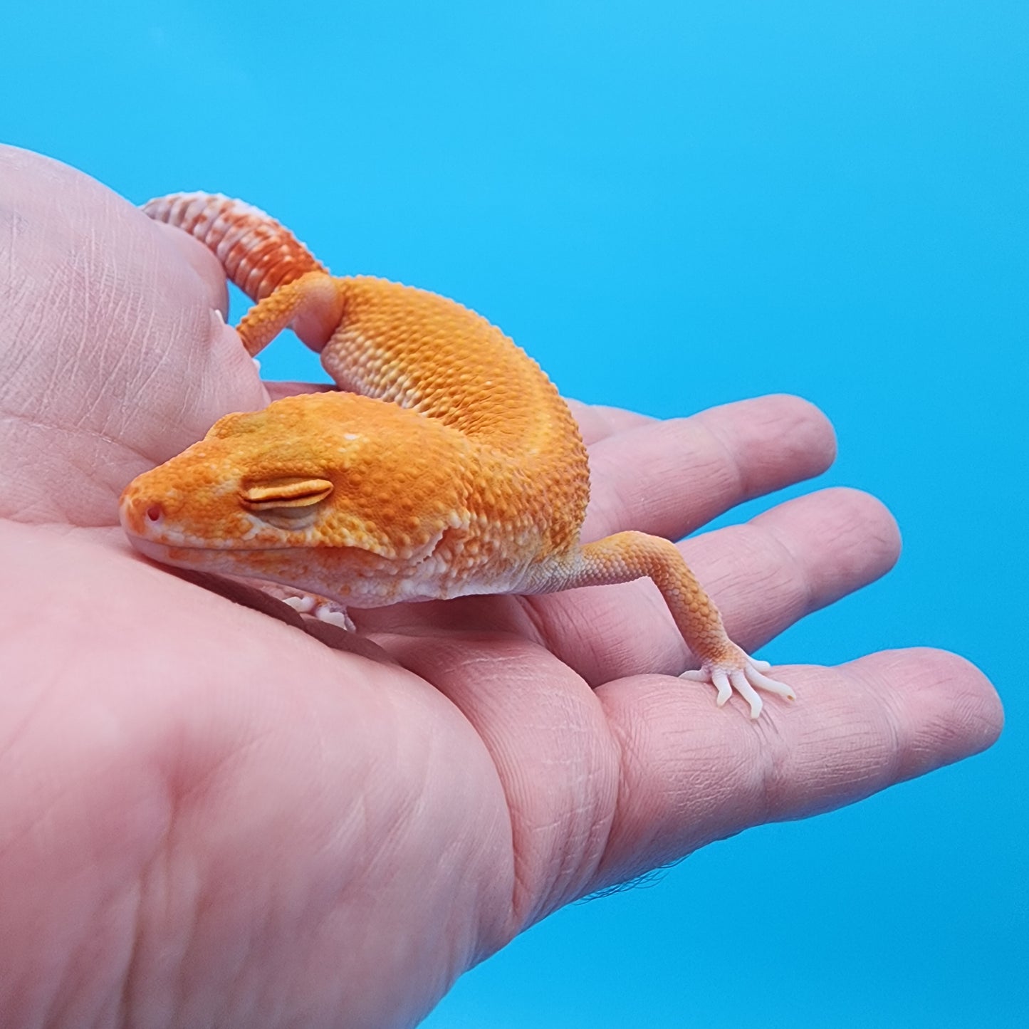 Female Mandarin Inferno Super Hypo Tremper Albino